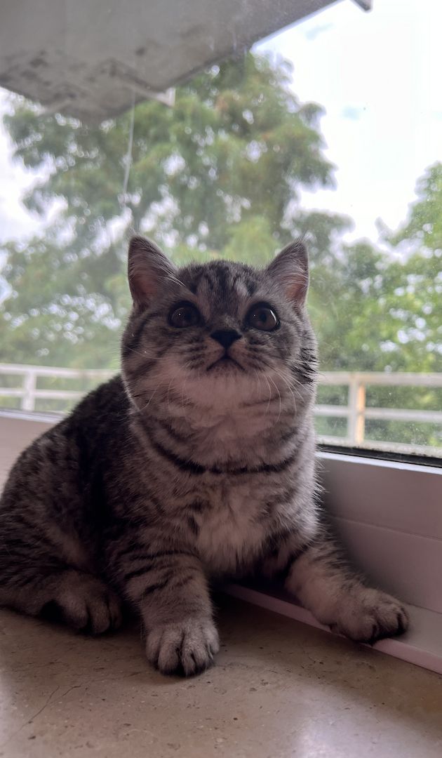 Katzenbaby weibliche Kätzchen Mix-Kitten BKH Perser