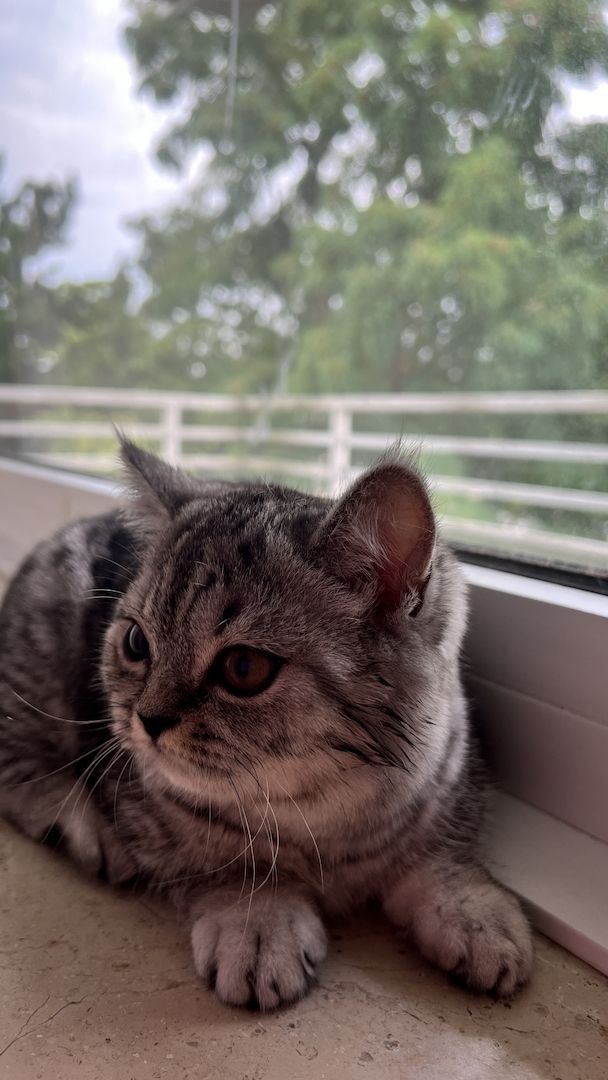 Katzenbaby weibliche Kätzchen Mix-Kitten BKH Perser