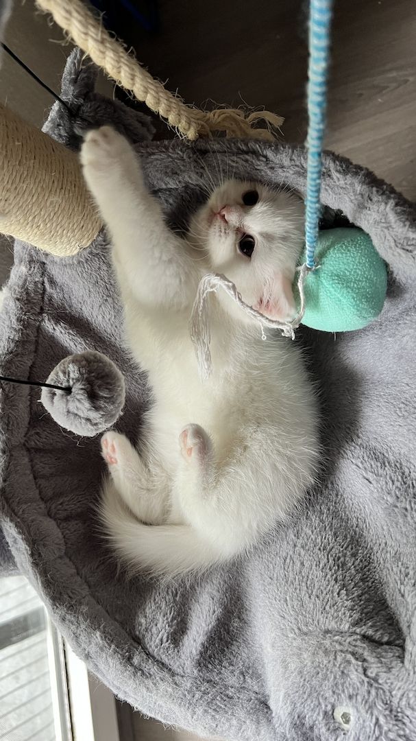 Katzenbaby Kitten Mix-Kitten BKH Perser