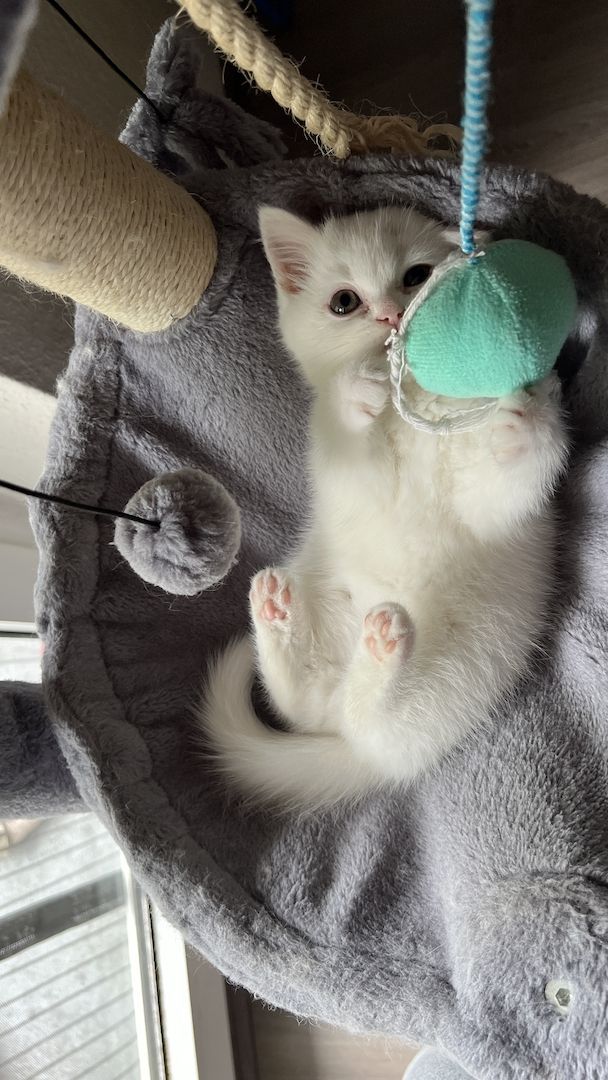 Katzenbaby Kitten Mix-Kitten BKH Perser