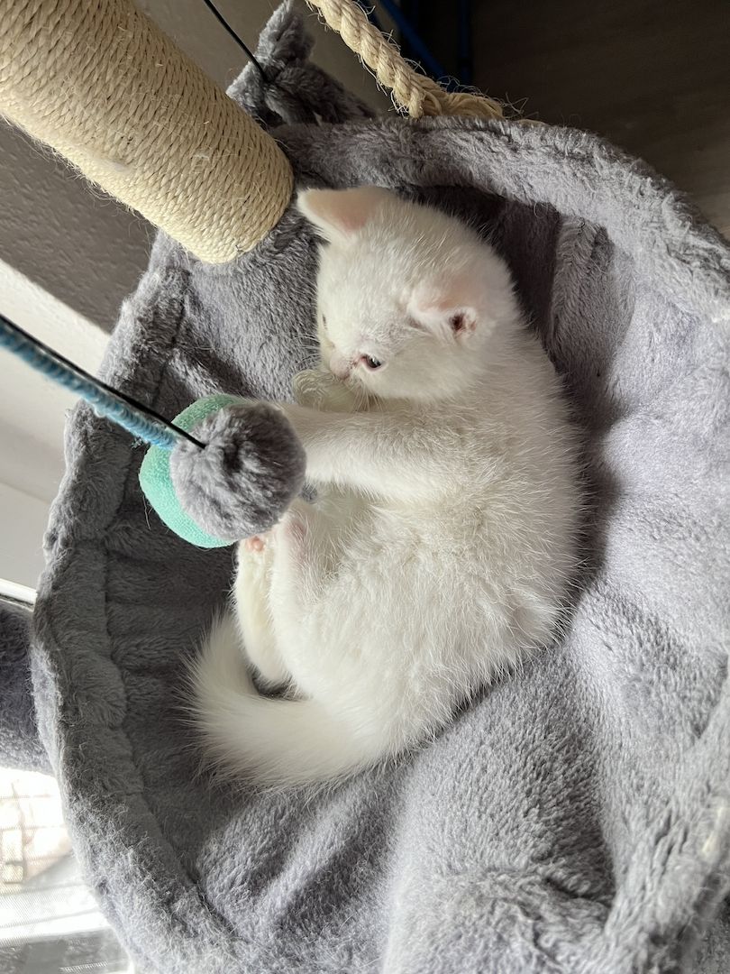 Katzenbaby Kitten Mix-Kitten BKH Perser