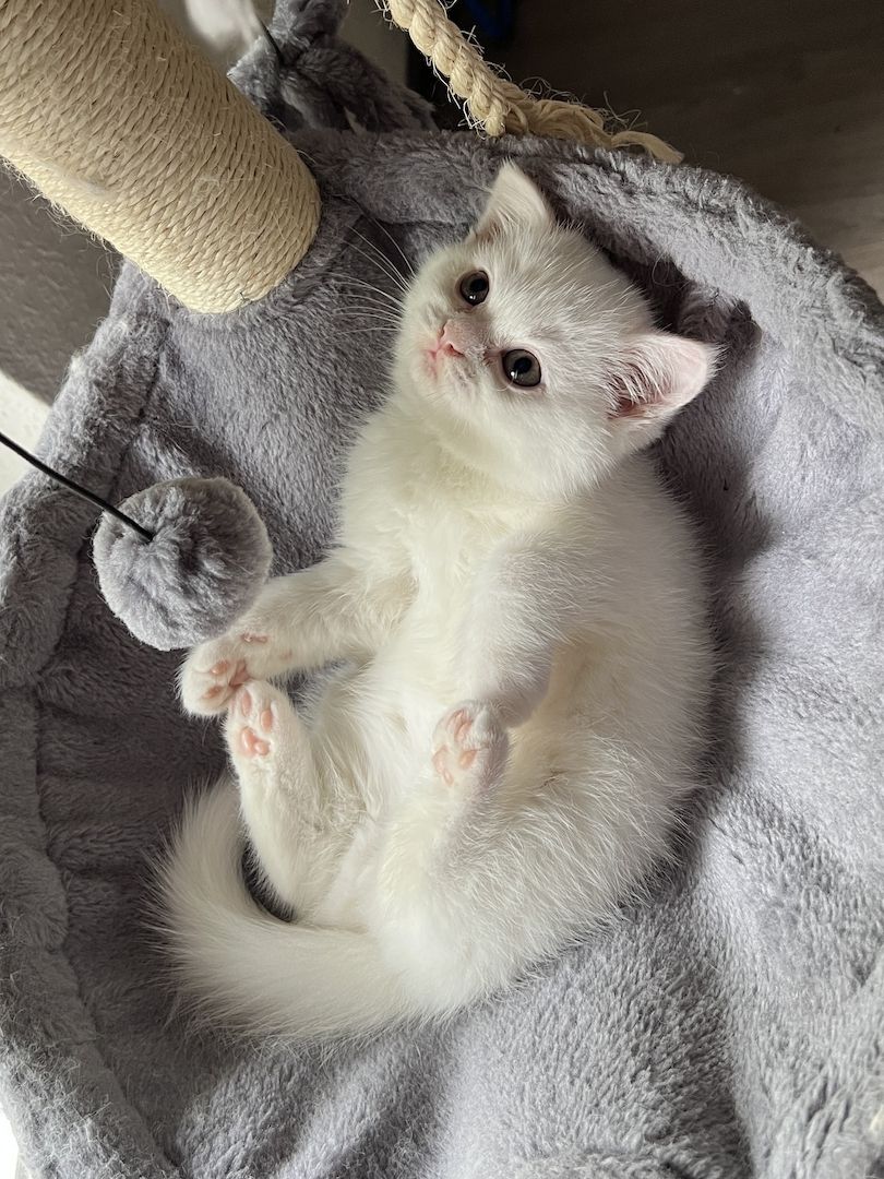 Katzenbaby Kitten Mix-Kitten BKH Perser