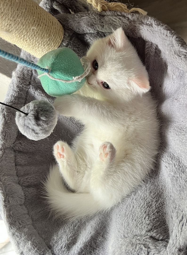 Katzenbaby Kitten Mix-Kitten BKH Perser