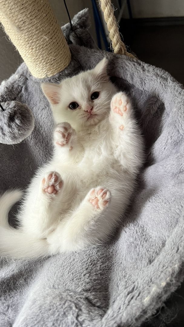 Katzenbaby Kitten Mix-Kitten BKH Perser