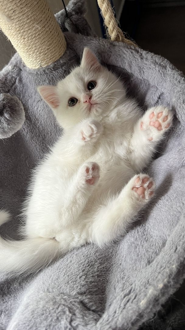 Katzenbaby Kitten Mix-Kitten BKH Perser