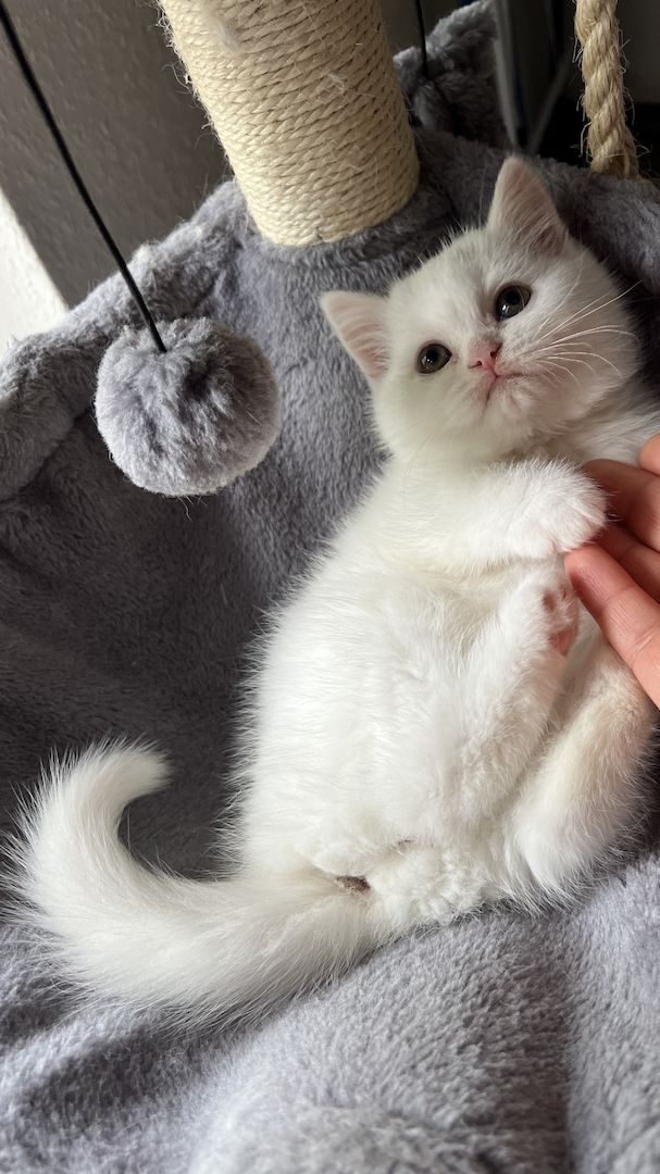 Katzenbaby Kitten Mix-Kitten BKH Perser