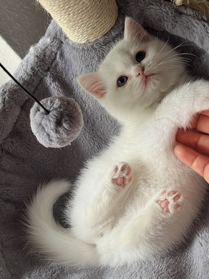 Katzenbaby Kitten Mix-Kitten BKH Perser