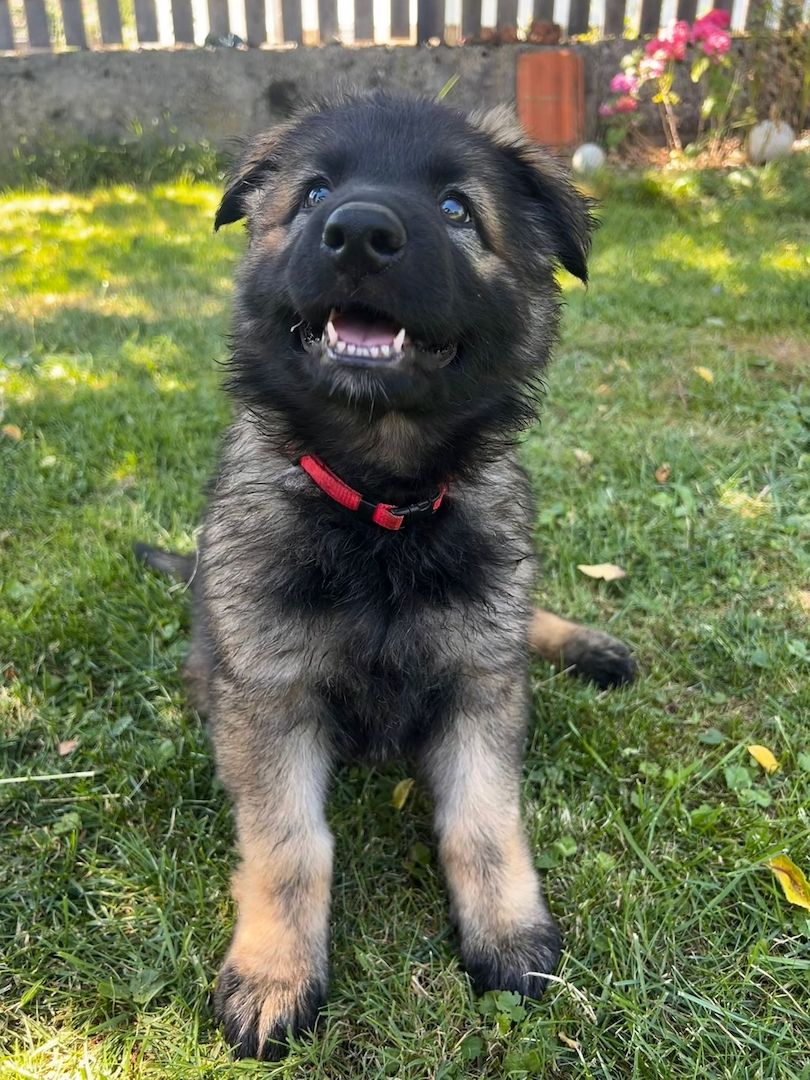 Deutsche Schäferhund Hündinnen (Langstock) – SV-Leistungszucht mit Papieren – abzugeben