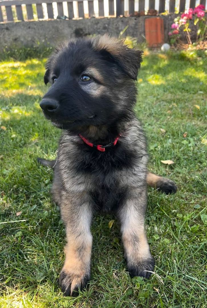 Deutsche Schäferhund Hündinnen (Langstock) – SV-Leistungszucht mit Papieren – abzugeben