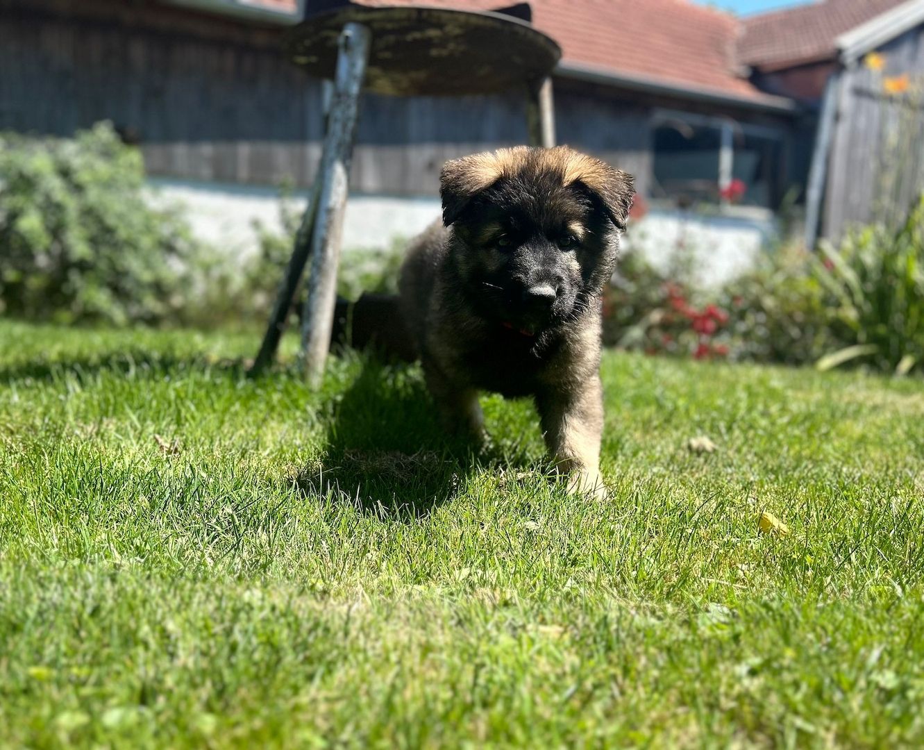 Deutsche Schäferhund Hündinnen (Langstock) – SV-Leistungszucht mit Papieren – abzugeben