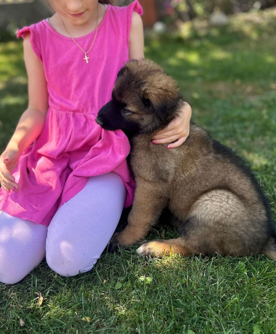 Deutsche Schäferhund Hündinnen (Langstock) – SV-Leistungszucht mit Papieren – abzugeben