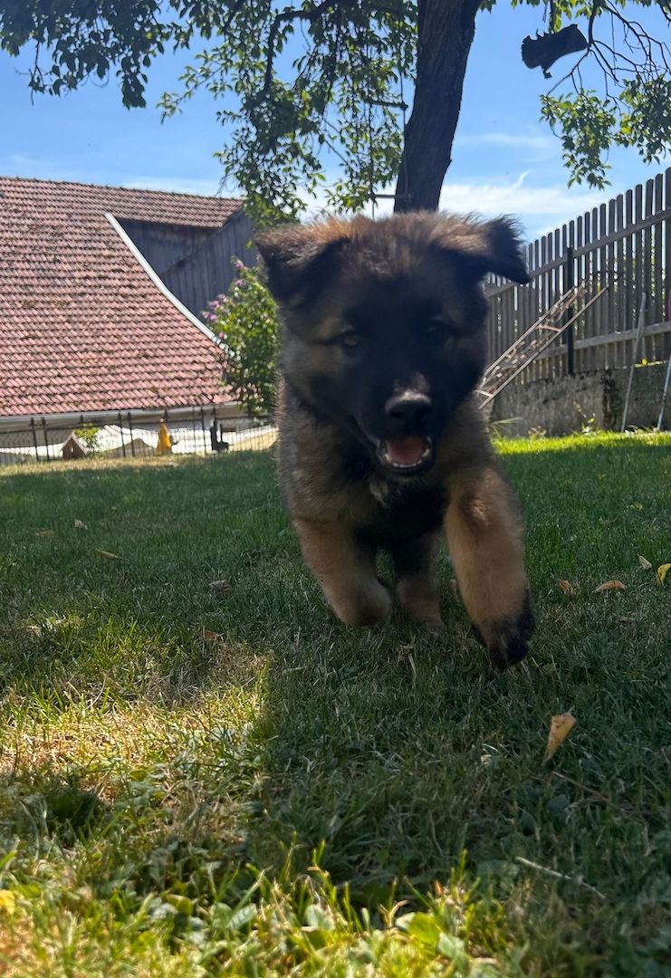 Deutsche Schäferhund Hündinnen (Langstock) – SV-Leistungszucht mit Papieren – abzugeben