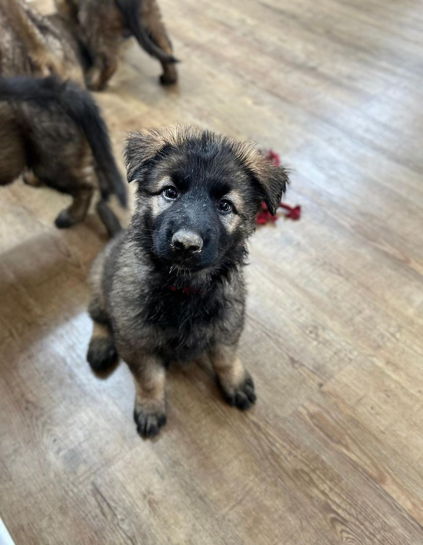 Deutsche Schäferhund Hündinnen (Langstock) – SV-Leistungszucht mit Papieren – abzugeben