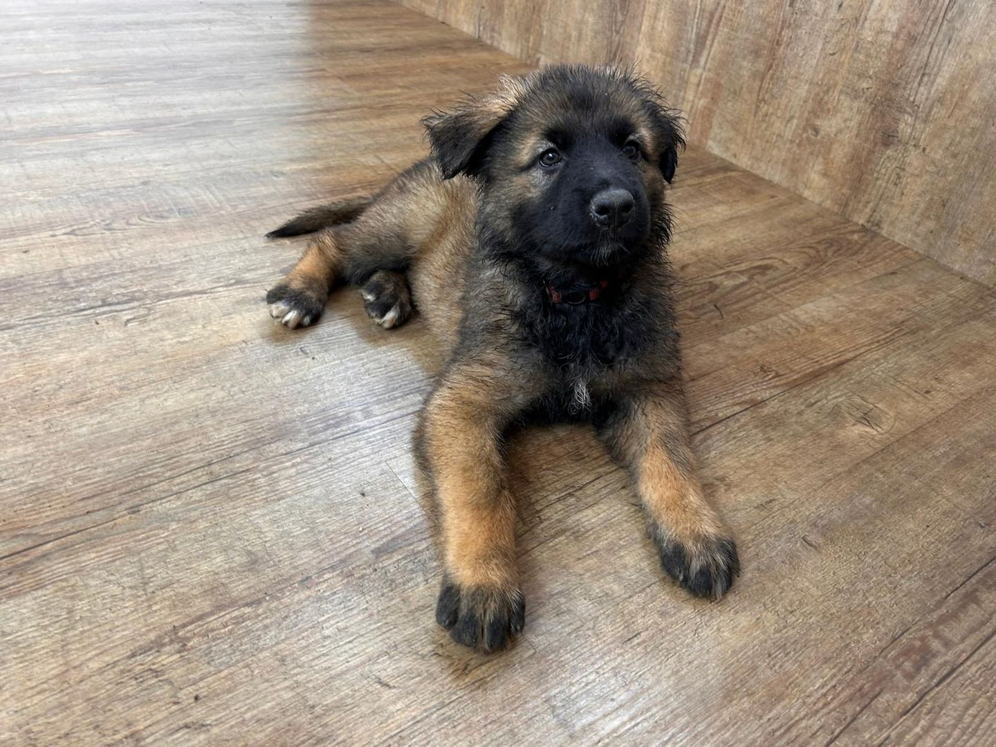 Deutsche Schäferhund Hündinnen (Langstock) – SV-Leistungszucht mit Papieren – abzugeben