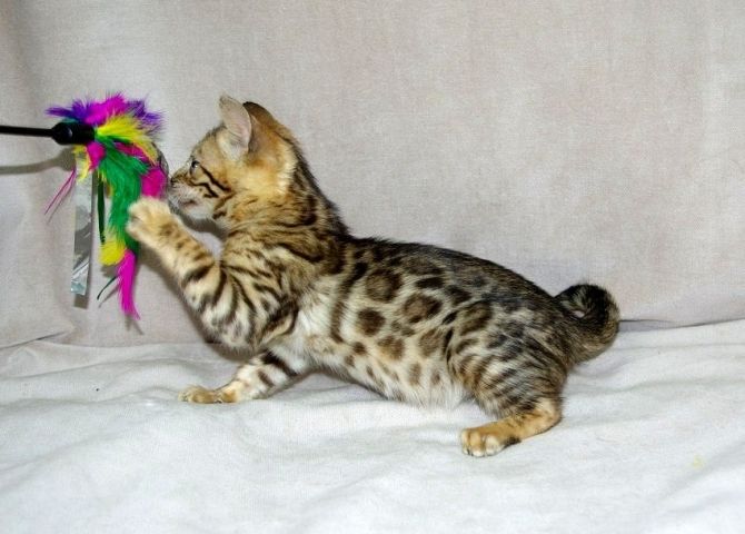 Bengalische Kätzchen bereit