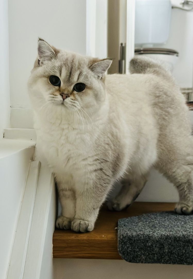 Unsere Füchschen sucht nach passenden Adoptiveltern