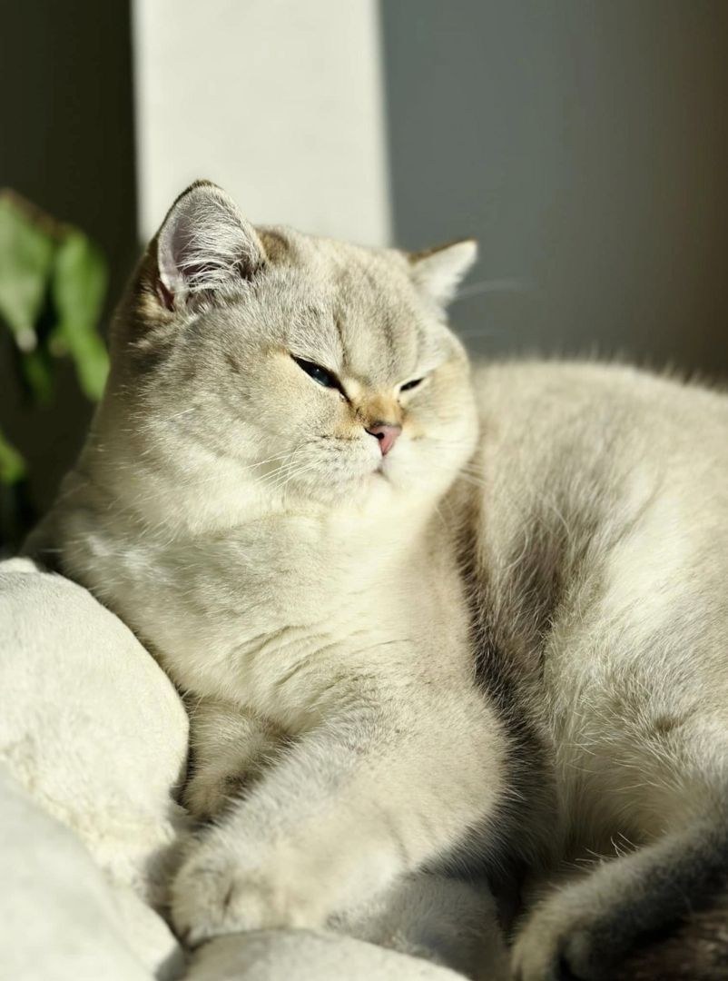 Unsere Füchschen sucht nach passenden Adoptiveltern