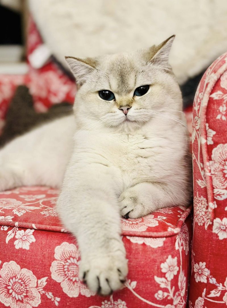 Unsere Füchschen sucht nach passenden Adoptiveltern