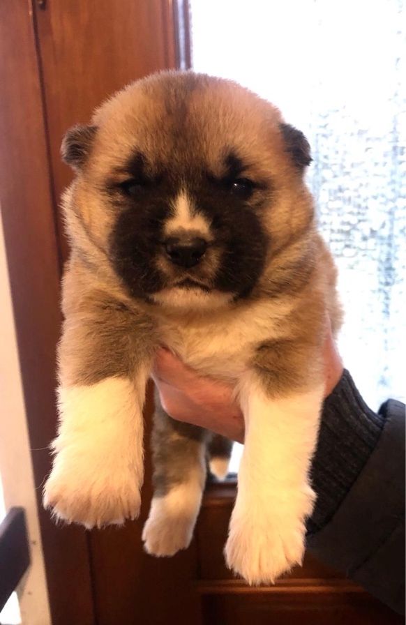 American-Akita Welpen