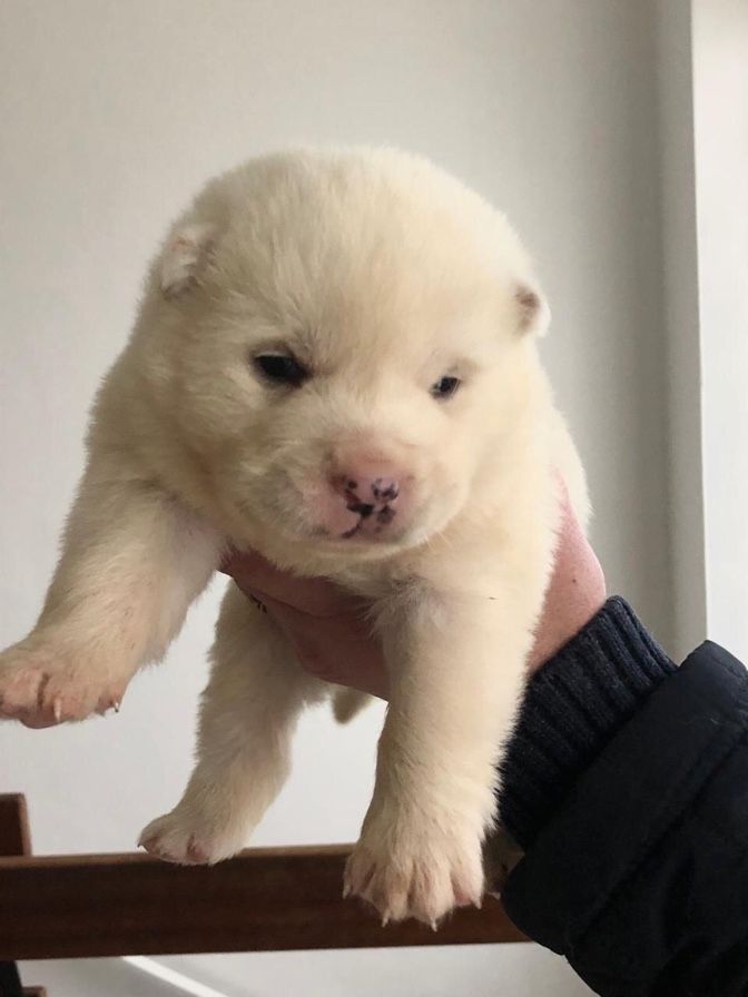 American-Akita Welpen