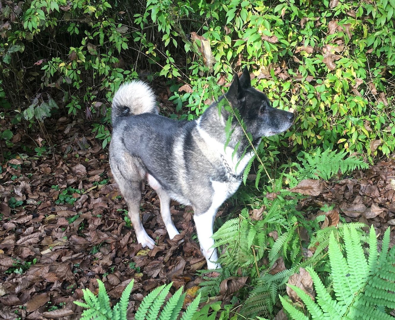 American-Akita Welpen