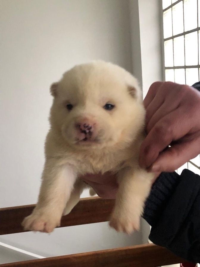 American-Akita Welpen