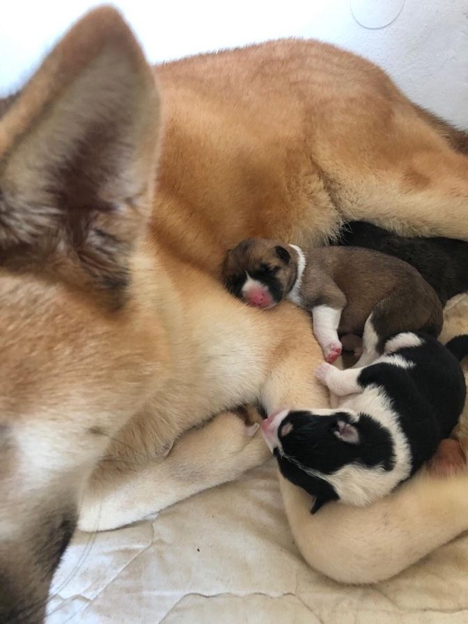 American-Akita Welpen