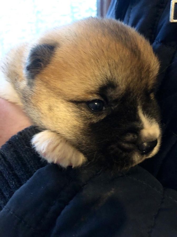 American-Akita Welpen