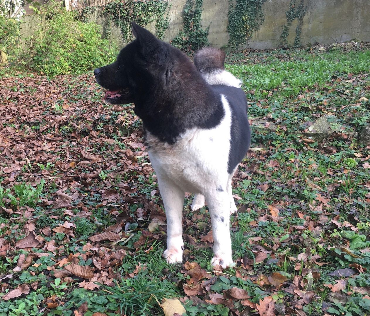 American-Akita Welpen