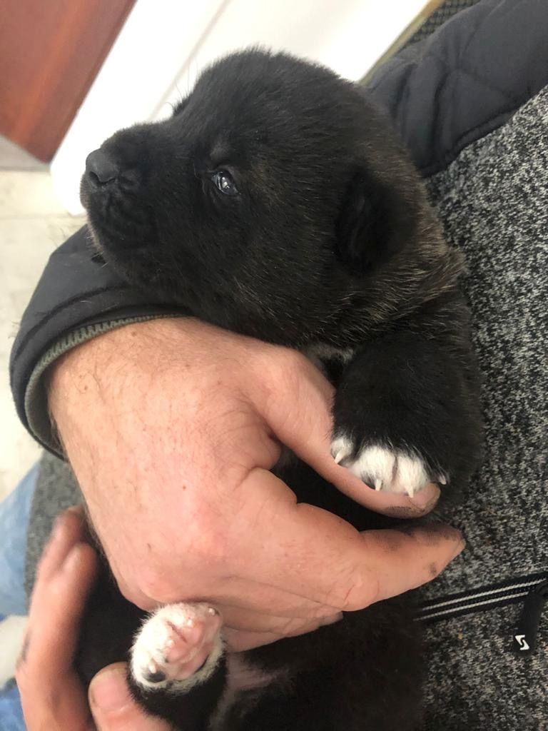 American-Akita Welpen