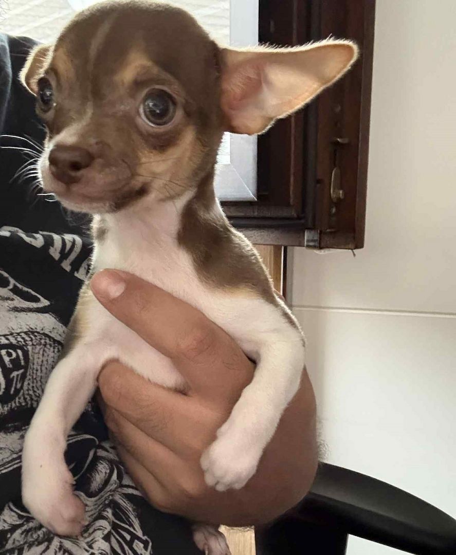 2 süße Weibchen Mini Chihuahua Welpen suchen ein liebevolles Zuhause!