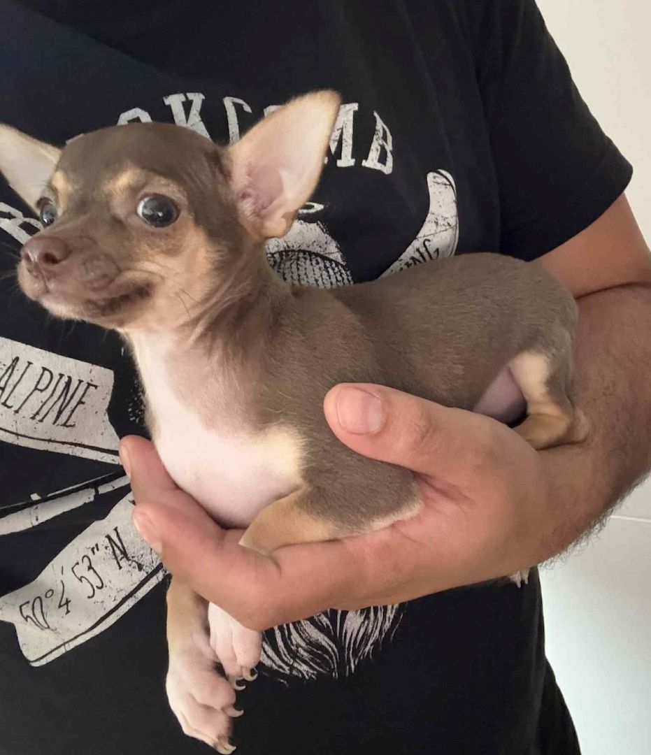 2 süße Weibchen Mini Chihuahua Welpen suchen ein liebevolles Zuhause!