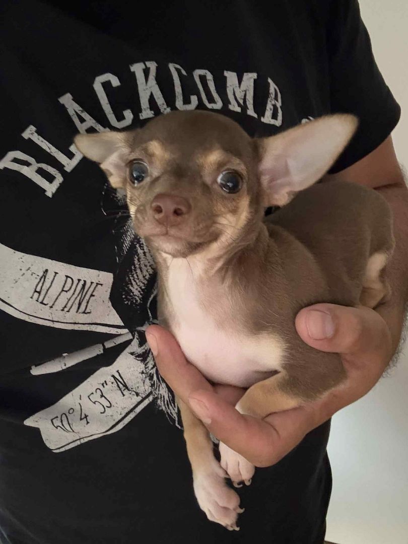 2 süße Weibchen Mini Chihuahua Welpen suchen ein liebevolles Zuhause!