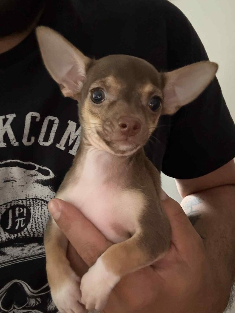 2 süße Weibchen Mini Chihuahua Welpen suchen ein liebevolles Zuhause!