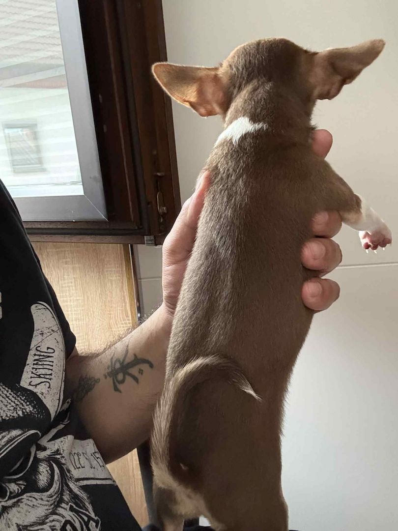 2 süße Weibchen Mini Chihuahua Welpen suchen ein liebevolles Zuhause!