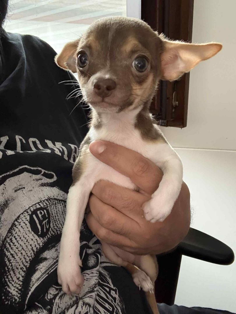2 süße Weibchen Mini Chihuahua Welpen suchen ein liebevolles Zuhause!