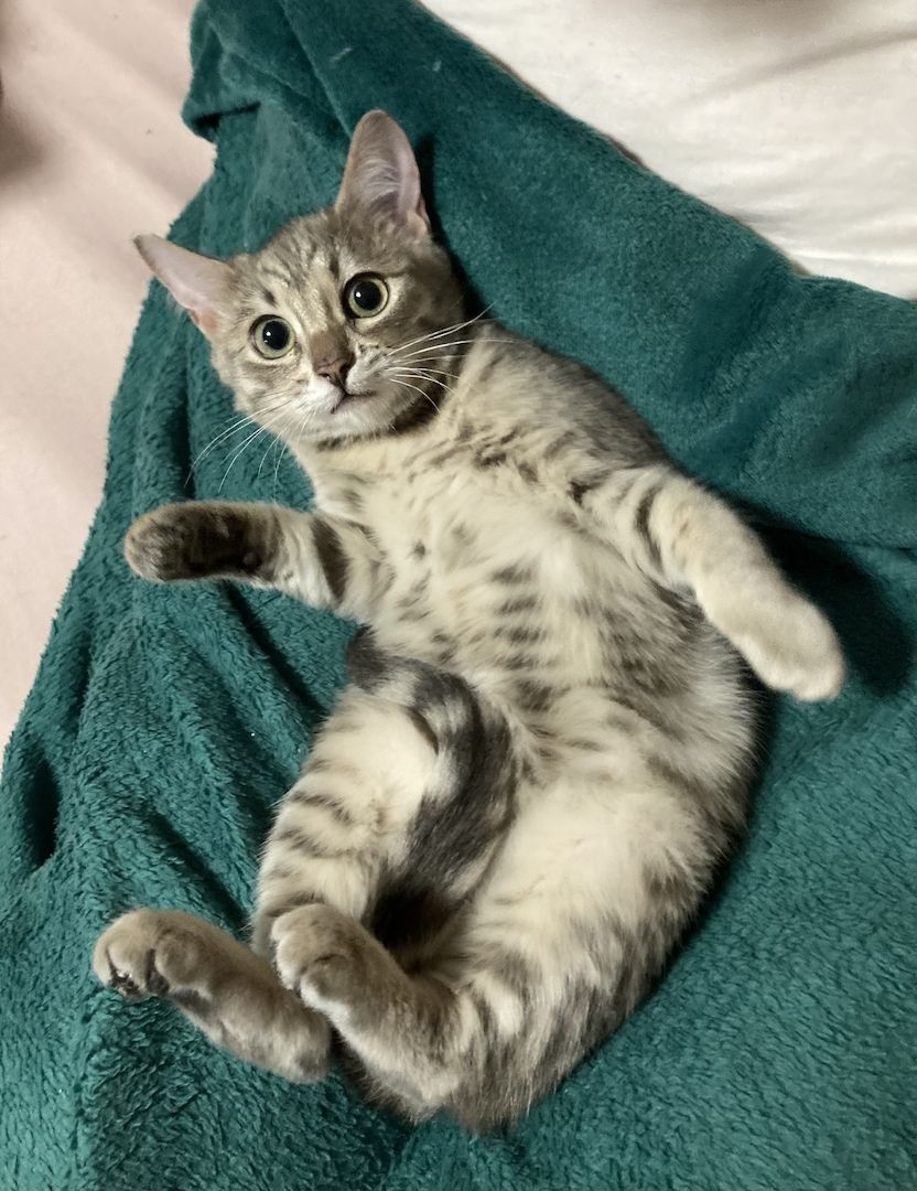 Bengal-BKh-Katze , weiblich , silver 