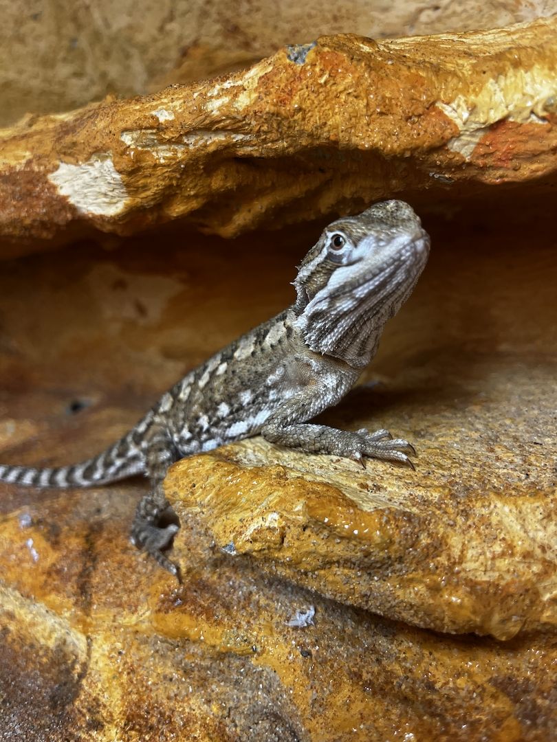 Zwergbartagame (geb. Dez. 2024) – gesund & futterfest – nur in gute Hände abzugeben