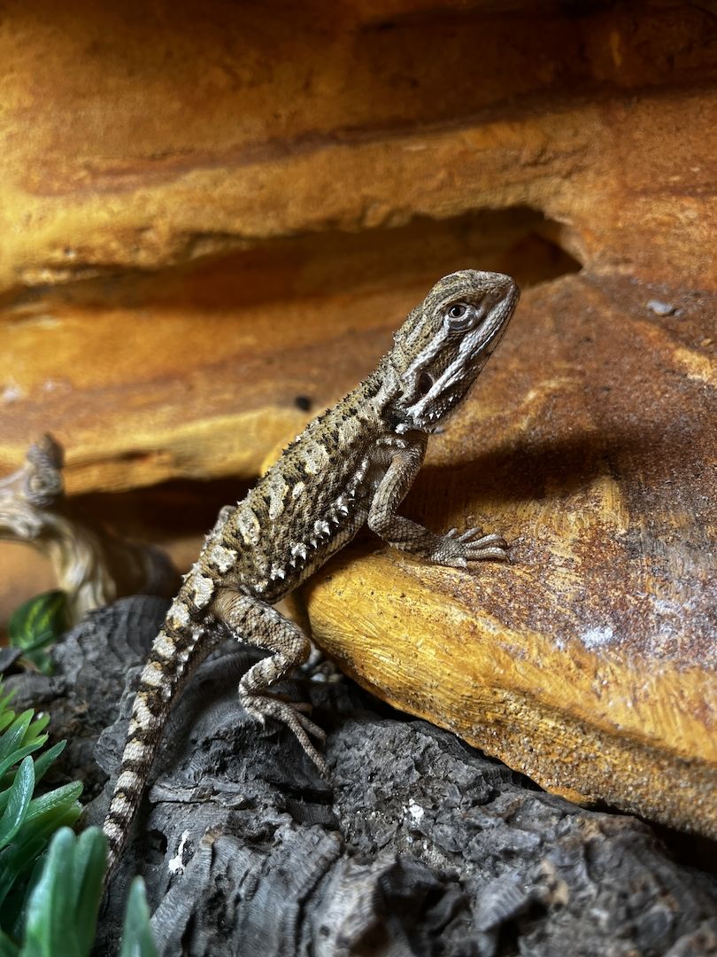 Zwergbartagame (geb. Dez. 2024) – gesund & futterfest – nur in gute Hände abzugeben