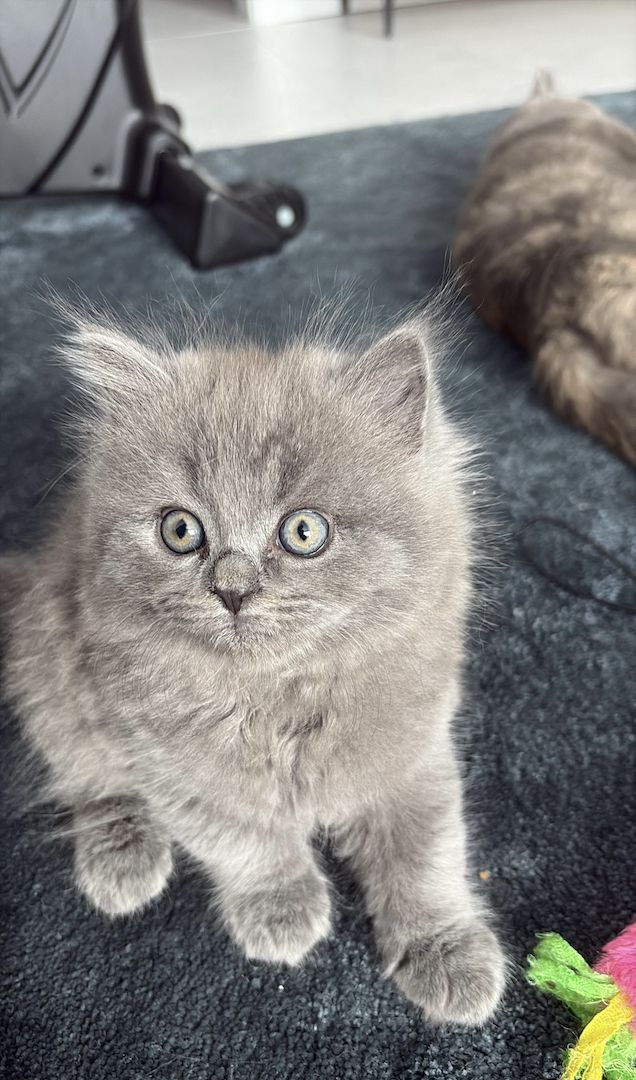 Bkh kitten abzugeben