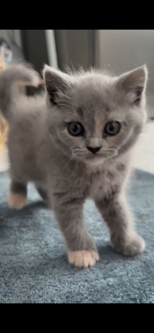 Bkh kitten abzugeben