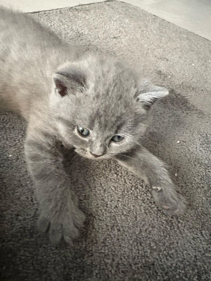 Bkh kitten abzugeben