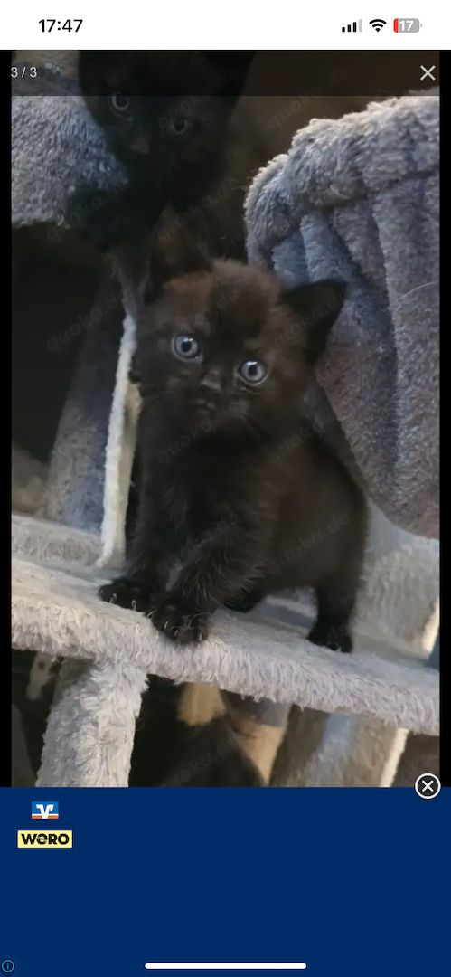 12 Woche alter BKH kitten