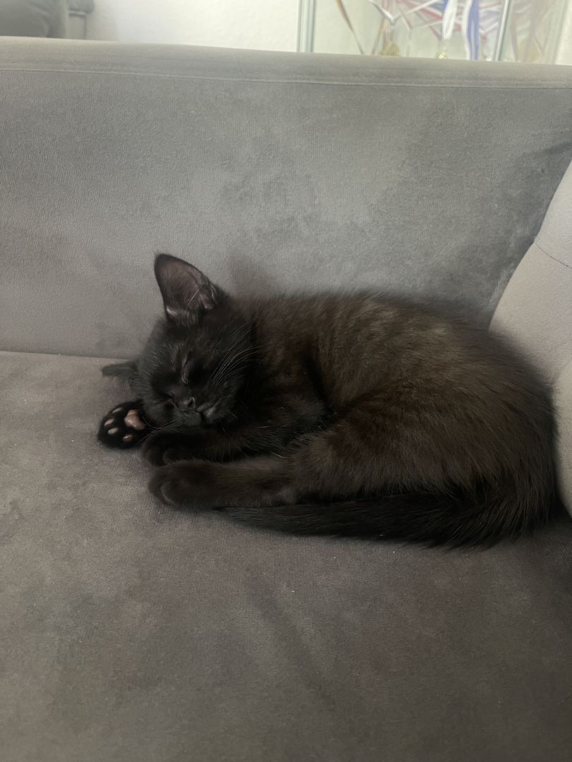 12 Woche alter BKH kitten