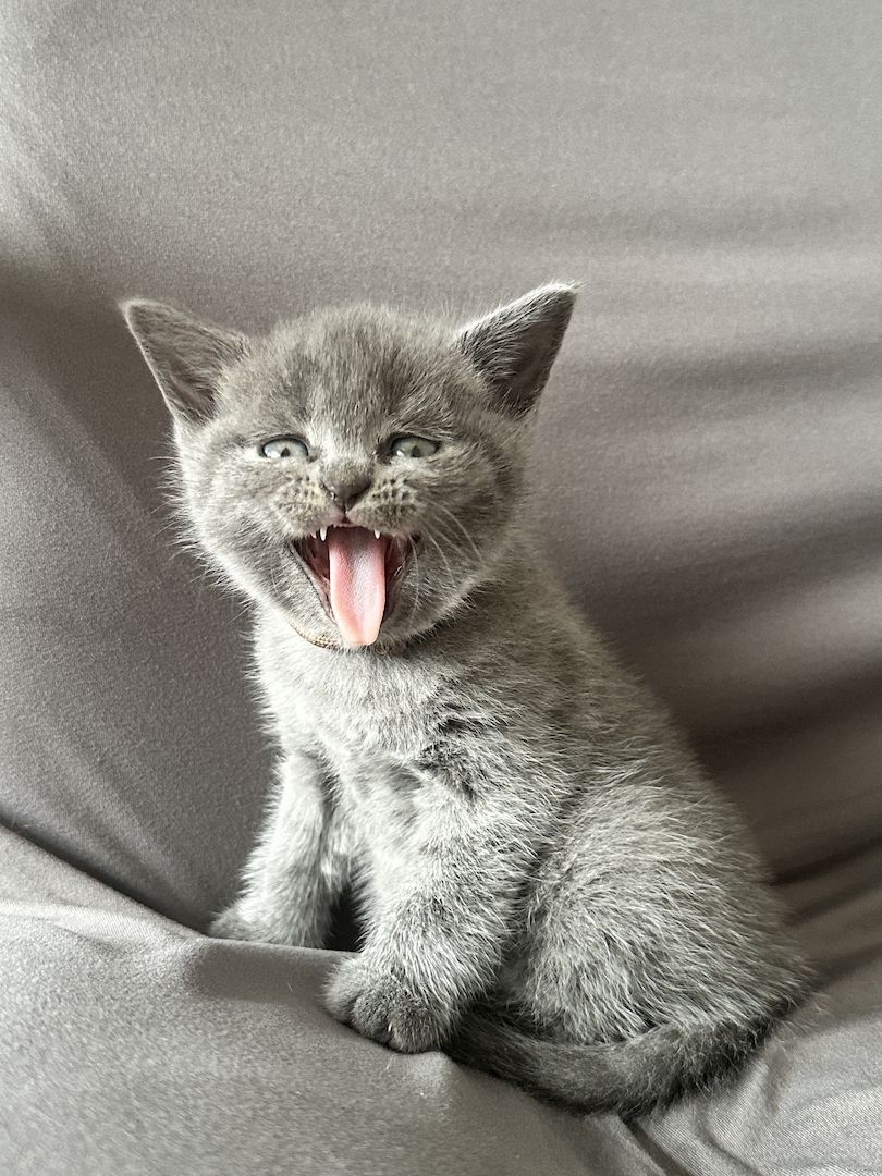 Zwei Britisch Shorthair liliac Silver