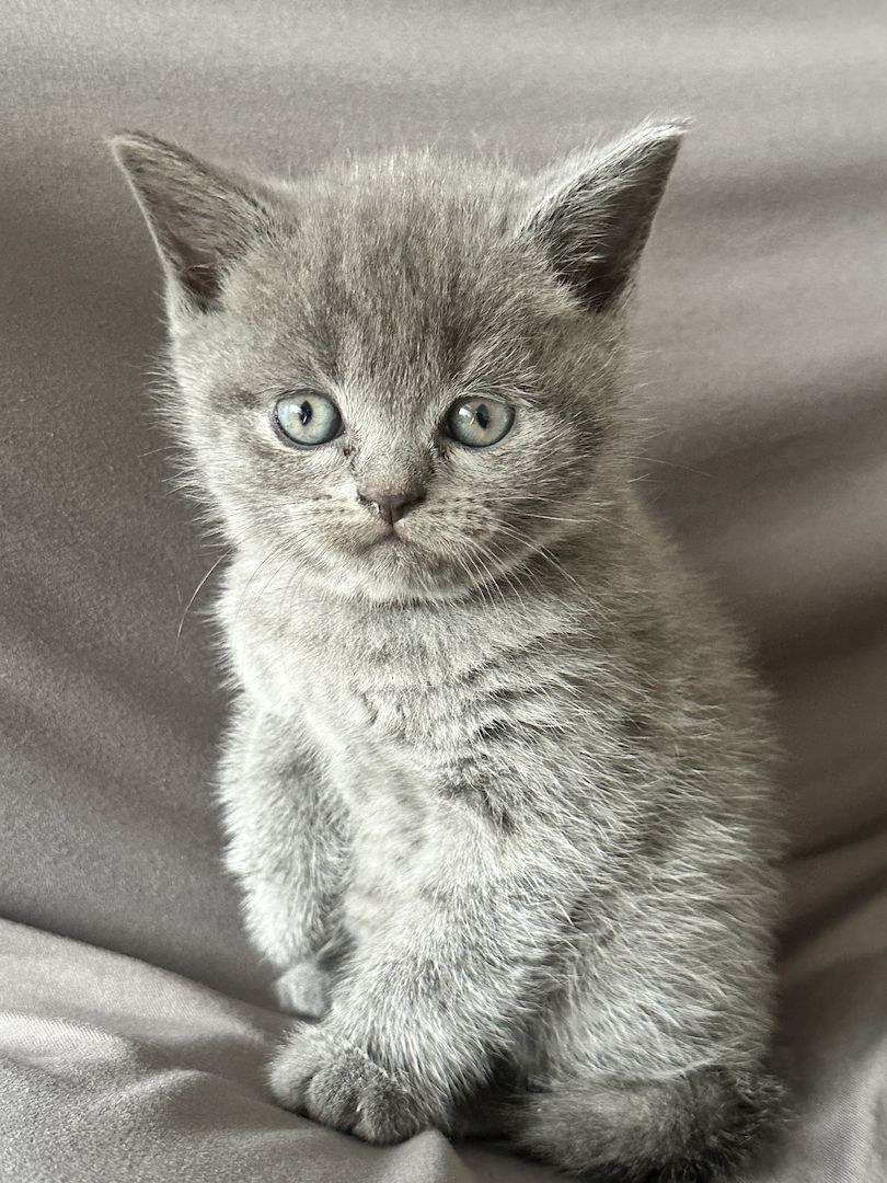 Zwei Britisch Shorthair liliac Silver