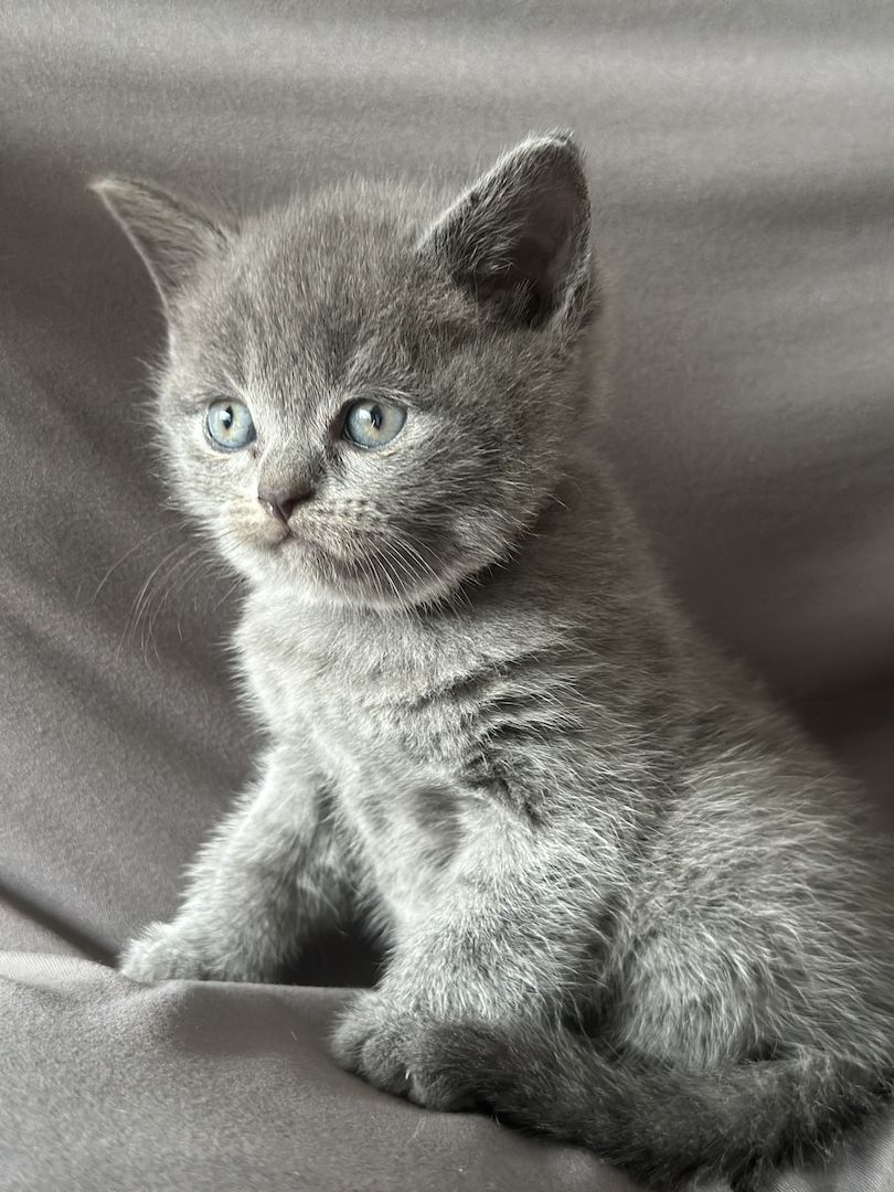 Zwei Britisch Shorthair liliac Silver