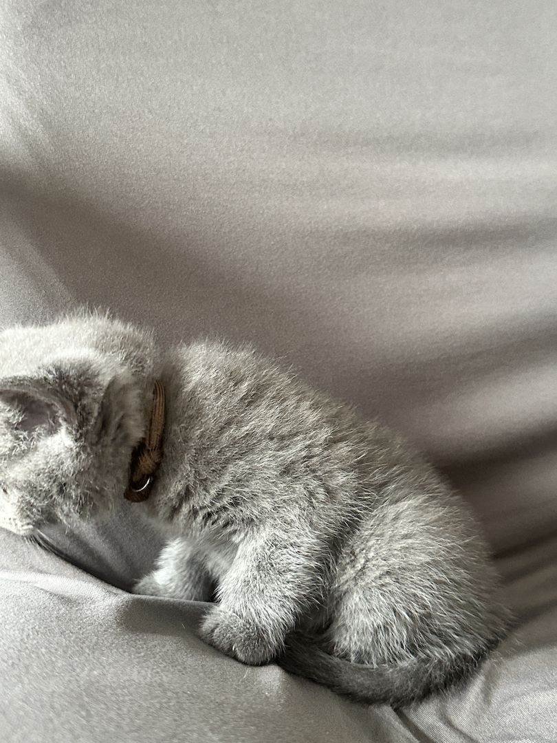 Zwei Britisch Shorthair liliac Silver