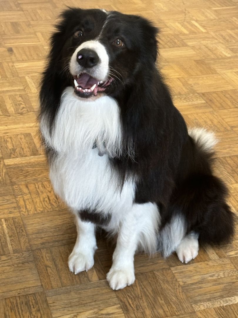 Deckrüde Border Collie Langhaar Ahnentafel