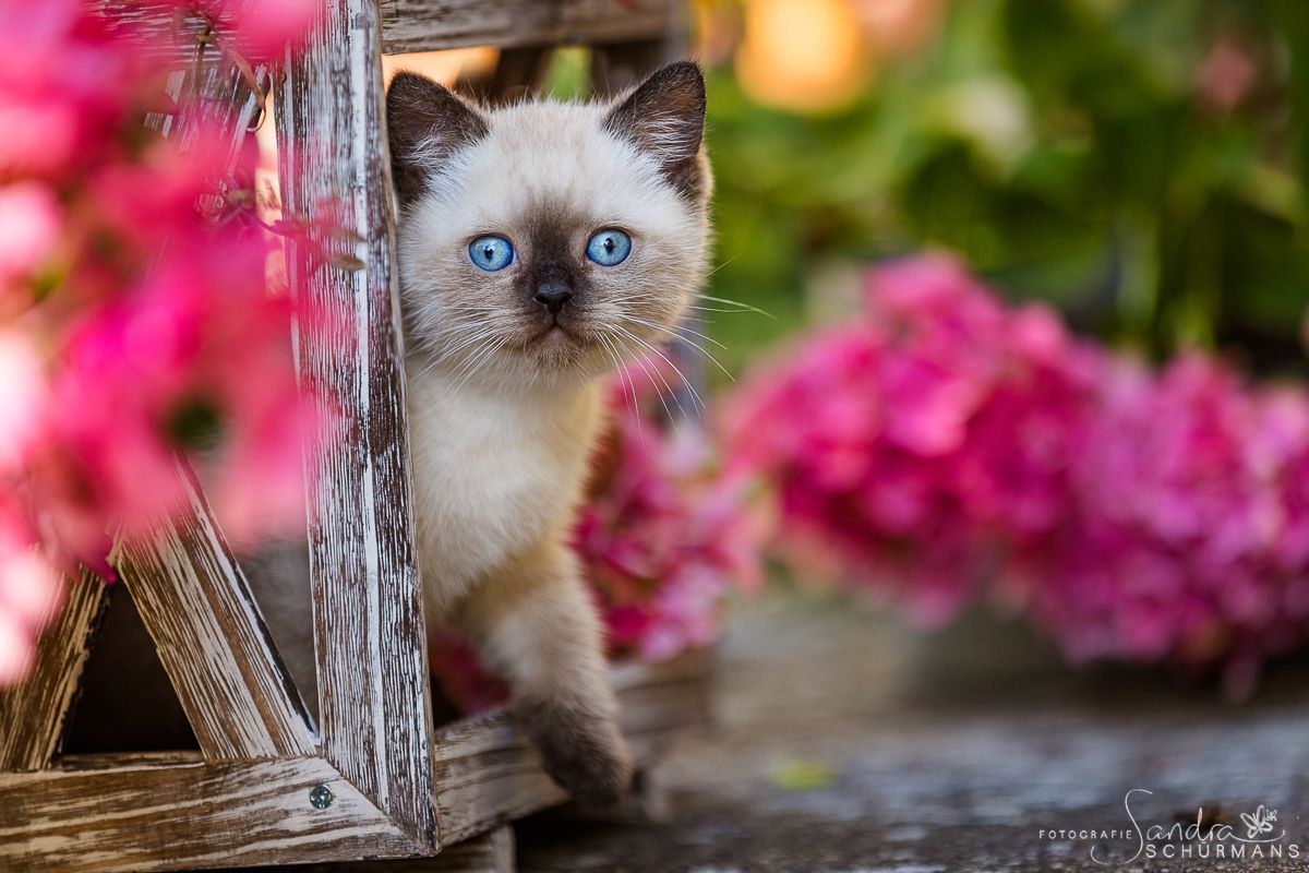 Diese blauen Babybärchenaugen…. suchen Adoptiveltern!
